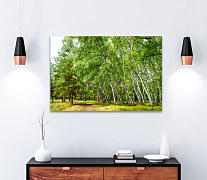 Obraz Brezový les 1468